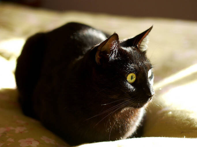 『黒猫を見ると縁起が悪い』という迷信が生まれた本当の理由に驚き！ (2016年10月28日) エキサイトニュース