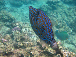 学生の飲み会事情は今もカオス ウパウパゲーム に サンバゲーム って 16年11月22日 エキサイトニュース