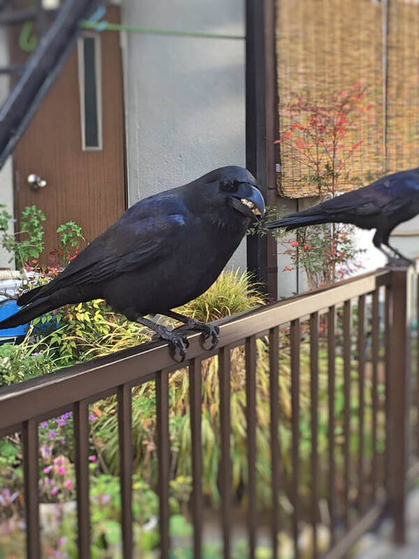 食事中のカラスを撮影しようとしたら まさかの おすそわけ その姿が可愛すぎた 16年12月3日 エキサイトニュース