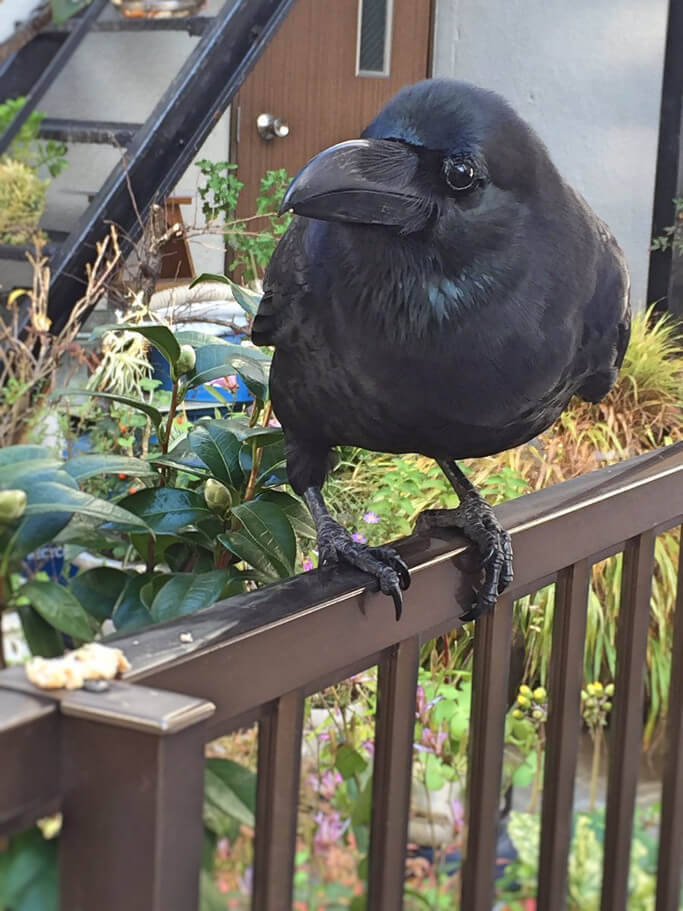 食事中のカラスを撮影しようとしたら まさかの おすそわけ その姿が可愛すぎた 16年12月3日 エキサイトニュース