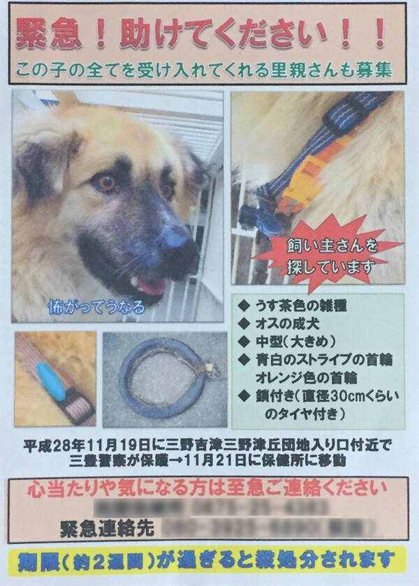 保護した犬の飼い主が見つかり連絡してみると 耳を疑うような言葉が返ってきた 16年12月9日 エキサイトニュース