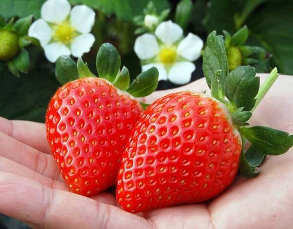 苺好きは必見 築地市場制作の いちごの品種別断面図カタログ が超参考になる 17年2月8日 エキサイトニュース