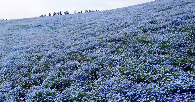 この絶景は死ぬまでに一度は見たい 茨城県の ひたち海浜公園 で咲き誇るネモフィラが素敵 17年3月31日 エキサイトニュース