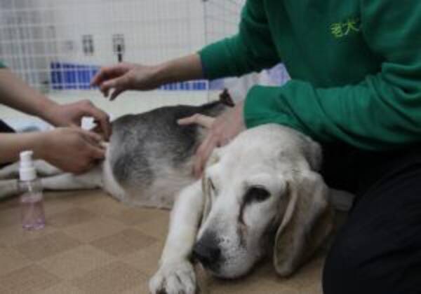 うちの犬 が教えてくれた 絆の物語 高齢化の時代に求められる都市型 老犬ホーム 15年7月21日 エキサイトニュース