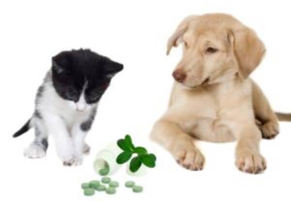 愛犬にビタミンcは必要なし ペットに必要なサプリメントは人間とは異なる 16年4月17日 エキサイトニュース