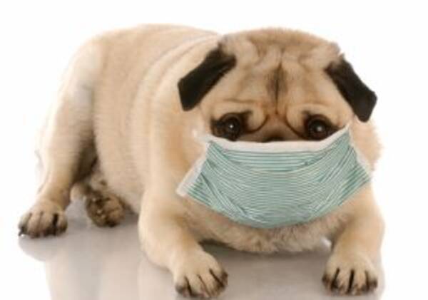 犬も花粉症で 眠れない 快適生活には 信頼できる獣医 との長い付き合い 16年4月22日 エキサイトニュース