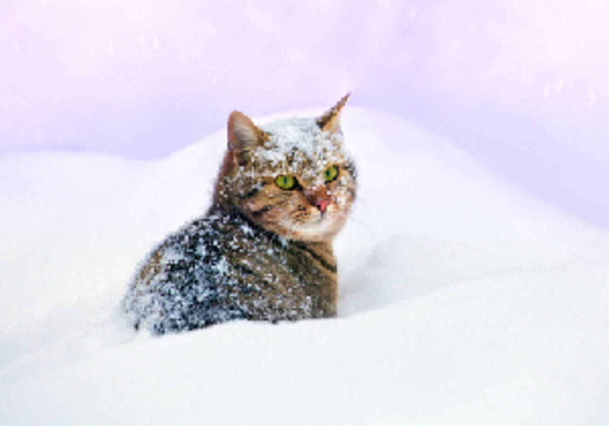 野良犬 野良猫に受難の冬 殺処分ゼロ のドイツやイギリスは民間