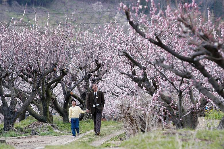 寺尾聰×深津絵里で紡ぐ、温かな物語――吉岡秀隆も好演した映画「博士の愛した数式」