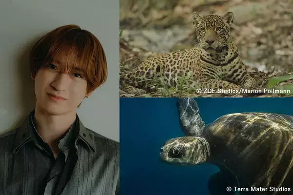 宮田俊哉(Kis-My-Ft2)が2頭のジャガーの物語を情感豊かに語る！『ヤング・ジャガー：ジャングル王への道』『ジャガーとウミガメの物語：熱帯林の守護神』で見せるナレーションの妙