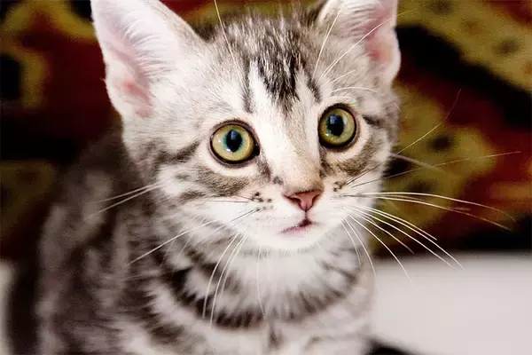 「ソバージュヘアで微笑み、猫と戯れる...小泉今日子が自然な佇まいで作り上げた心温まる物語「グーグーだって猫である」」の画像