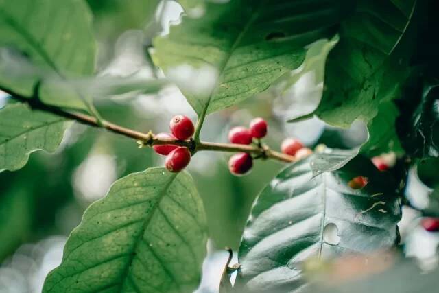 幻のネパール産コーヒー「カトマンズゴールド」が語る物語と、想いをつなぐ一杯