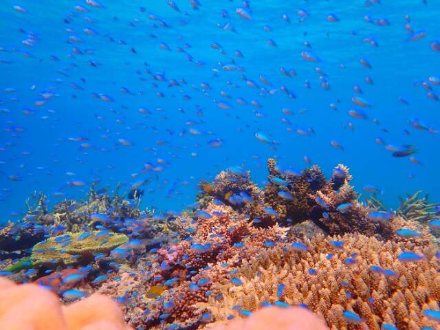 ＜世界が恋する海＞沖縄・座間味島のリゾート「カーヌスバ ザマミ」で味わう琉球食材コース