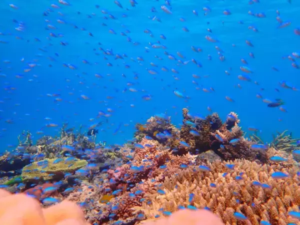 「＜世界が恋する海＞沖縄・座間味島のリゾート「カーヌスバ ザマミ」で味わう琉球食材コース」の画像