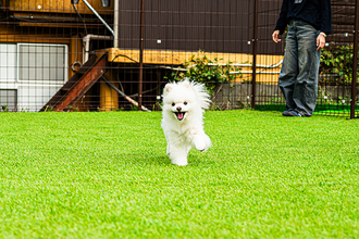 河口湖｜愛犬との“共食＆共育”も！ 新感覚のドッグラン＆カフェ「ほうとう研究所 with DOGS」