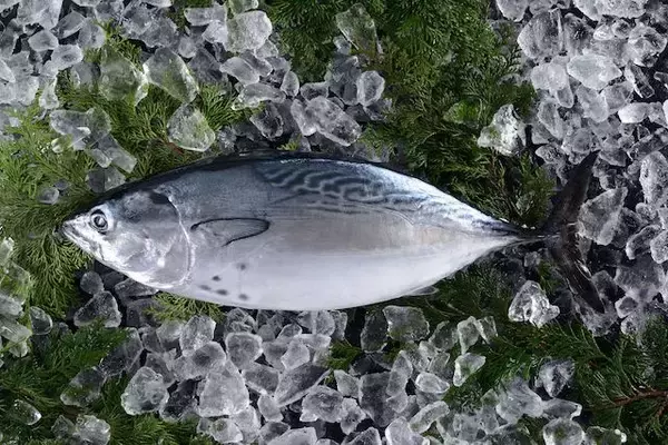 愛媛の高級魚、全身トロの「媛スマ」を休暇村瀬戸内東予のビュッフェで堪能