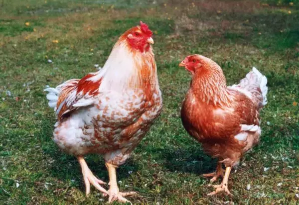 「「ヱビス」とマリアージュ！阿波尾鶏など徳島県の食材を味わう「福の神にっぽん食探訪 in 徳島」」の画像