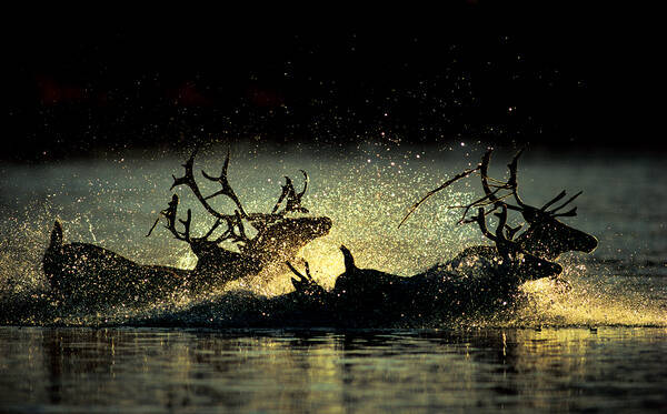 アラスカの動物や人を愛した写真家 星野道夫の個展が名古屋タカシマヤで開催 22年4月12日 エキサイトニュース