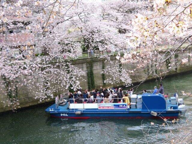 まもなく桜の季節が到来！「桜の名所、目黒川お花見クルーズ」予約開始