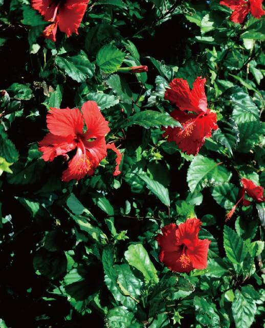 紅い花の贅沢な味わい。沖縄・宮古島ハイビスカスのスパークリング「Hana Hana Beni PETALS」