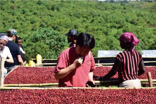 サザコーヒーでエチオピア最高級珈琲を堪能「ウィークリー ゲイシャまつり」