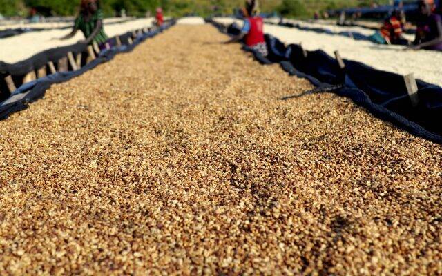 サザコーヒーでエチオピア最高級珈琲を堪能「ウィークリー ゲイシャまつり」