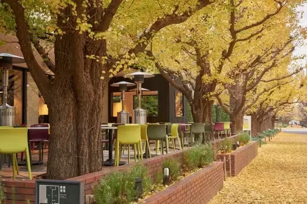 「黄金色に染まったいちょうが美しい秋。「キハチ 青山本店」の黄葉シーズン限定メニュー」の画像