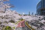 「【2024まとめ】＜東京・神奈川＞春デートに最適！桜の開花にあわせた「花見」を満喫できるイベント5選」の画像1