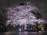 「【2024まとめ】＜東京・神奈川＞春デートに最適！桜の開花にあわせた「花見」を満喫できるイベント5選」の画像15
