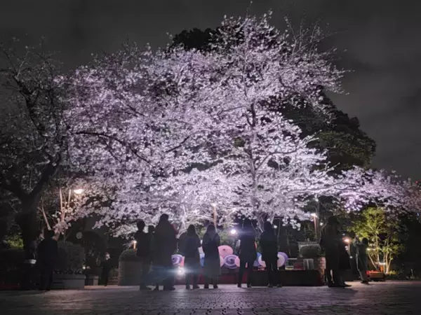 「【2024まとめ】＜東京・神奈川＞春デートに最適！桜の開花にあわせた「花見」を満喫できるイベント5選」の画像