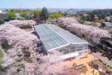 「【2024まとめ】＜東京・神奈川＞春デートに最適！桜の開花にあわせた「花見」を満喫できるイベント5選」の画像7