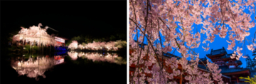 古都・京都で幻想的な桜と多彩な音色を堪能「平安神宮 桜音夜～紅しだれコンサート2023～」