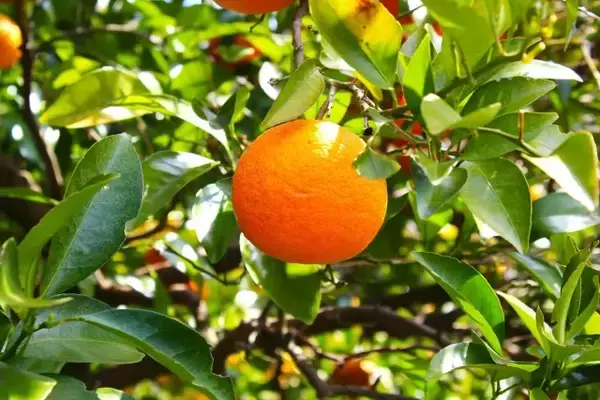 「京都の人気バーと「長濱浪漫ビール」によるコラボビール「甘夏WIT」の初夏らしい味わい」の画像