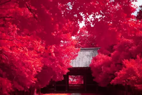 「新宿で“目で見えない赤外線“で照らした世界を具象化した写真展「視覚の陰謀論」開催」の画像