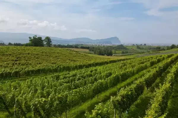 「余市のワインと食材を楽しむイベント。「UNWIND HOTEL & BAR 小樽」にて開催」の画像