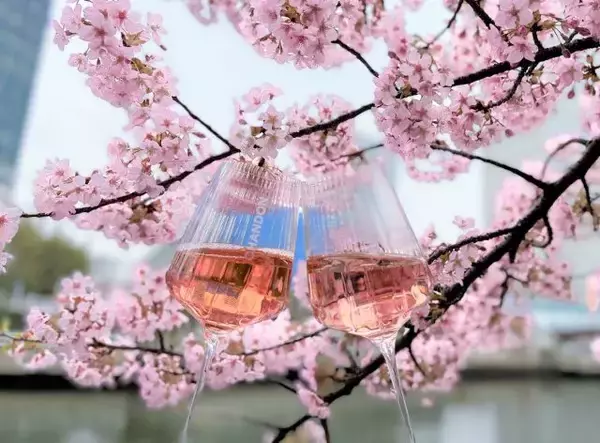 「目黒川と大岡川で催行｜花見と「シャンドン ロゼ」を楽しむクルージング」の画像