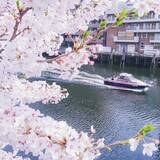 「目黒川と大岡川で催行｜花見と「シャンドン ロゼ」を楽しむクルージング」の画像7