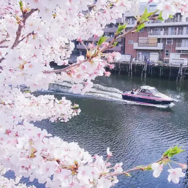 「目黒川と大岡川で催行｜花見と「シャンドン ロゼ」を楽しむクルージング」の画像