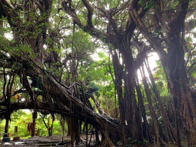 沖縄の“神の島”に会員制ブックホテル「浜比嘉別邸」オープン