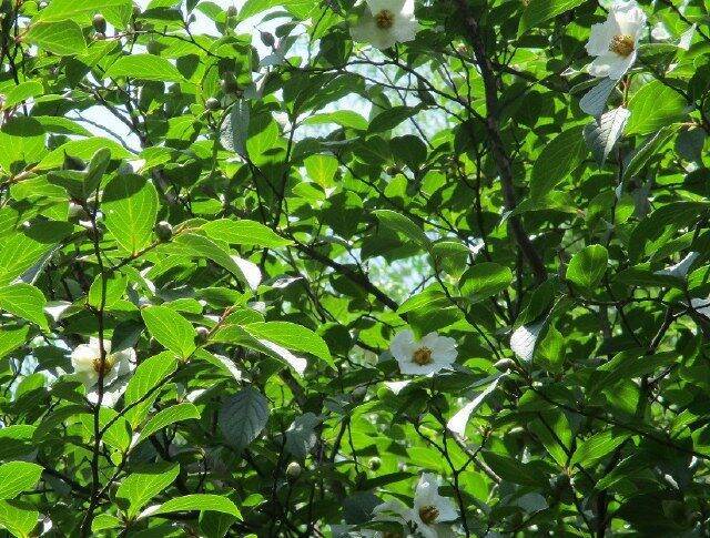 京都 沙羅双樹の寺 東林院 の 沙羅の花を愛でる会 17年6月14日 エキサイトニュース