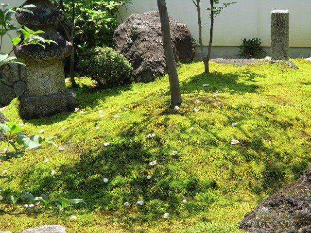 京都 沙羅双樹の寺 東林院 の 沙羅の花を愛でる会 17年6月14日 エキサイトニュース