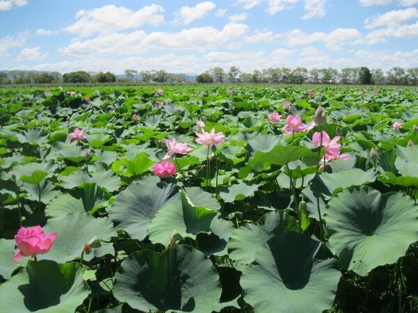 ハス スイレンが見ごろを迎えた琵琶湖畔の 水生植物公園みずの森 17年6月日 エキサイトニュース