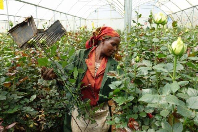 前田有紀さん初監修 ユニークで美しい世界の花を集めた 世界の花屋 オープン 17年9月25日 エキサイトニュース