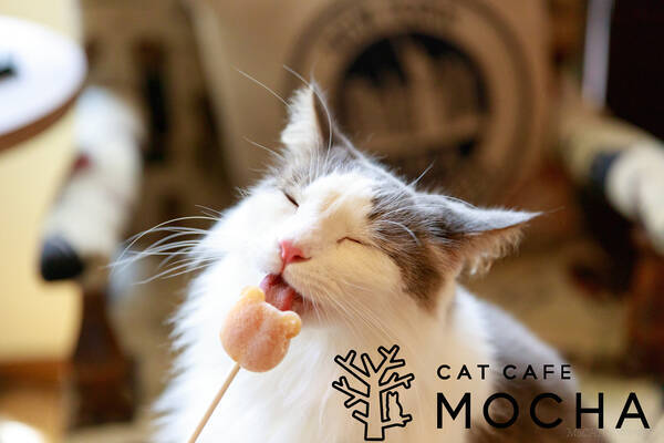 京都の新名所 おしゃれな猫カフェ Mocha が河原町にオープン 18年4月19日 エキサイトニュース