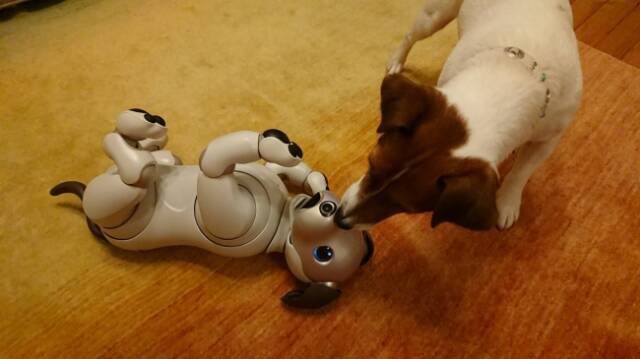 世界初！犬型ロボットと犬の共生の可能性を探る実験結果がおもしろい