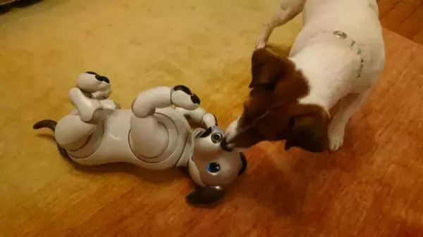 「世界初！犬型ロボットと犬の共生の可能性を探る実験結果がおもしろい」の画像