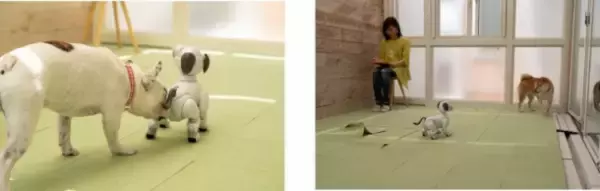 「世界初！犬型ロボットと犬の共生の可能性を探る実験結果がおもしろい」の画像
