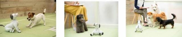 世界初！犬型ロボットと犬の共生の可能性を探る実験結果がおもしろい