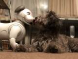 「世界初！犬型ロボットと犬の共生の可能性を探る実験結果がおもしろい」の画像15