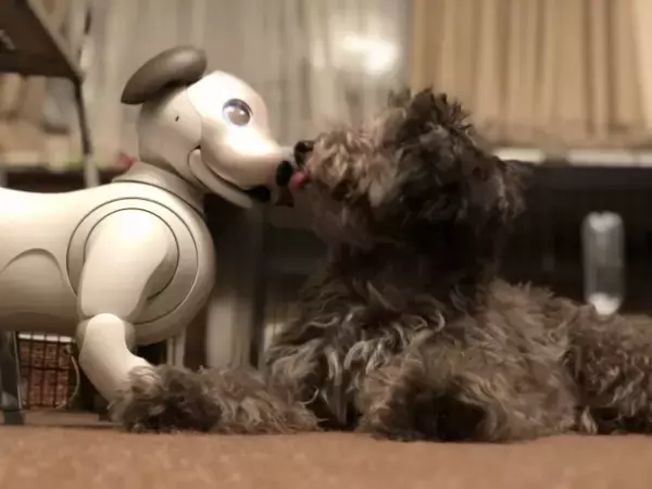 「世界初！犬型ロボットと犬の共生の可能性を探る実験結果がおもしろい」の画像