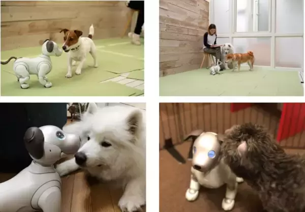 「世界初！犬型ロボットと犬の共生の可能性を探る実験結果がおもしろい」の画像